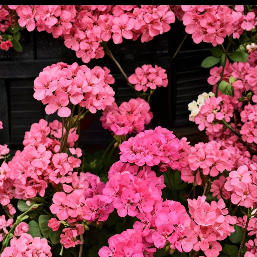 Geranium Seeds – Patriot Tickled Pink Pelargonium x hortorum Bright Pink Flowers for Pots & Gardens
