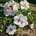 Double Flower White Rose of Sharon Shrub – 2 Gallon Hibiscus syriacus, Hardy Deciduous Flowering Plant for Landscape