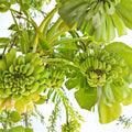 Double Mahoi Dwarf Banana Plants – Live Starter Plugs, Compact Musa, Sweet Dessert Banana, Container Friendly