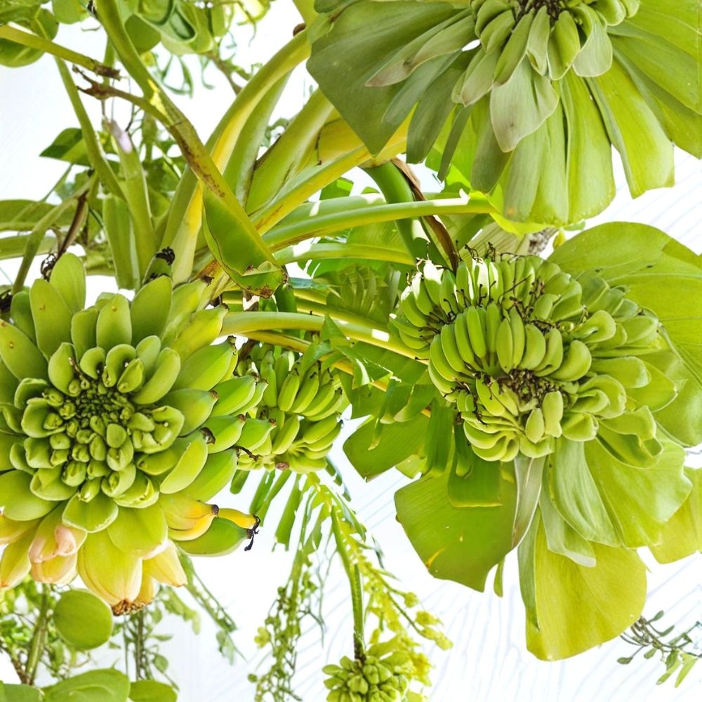 Double Mahoi Dwarf Banana Plants – Live Starter Plugs, Compact Musa, Sweet Dessert Banana, Container Friendly