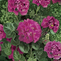 Maverick Pink Geranium Seeds – 100 Pelargonium x hortorum for Bright Pink Flowers, Pots & Baskets