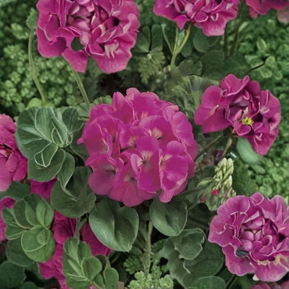 Maverick Pink Geranium Seeds – 100 Pelargonium x hortorum for Bright Pink Flowers, Pots & Baskets