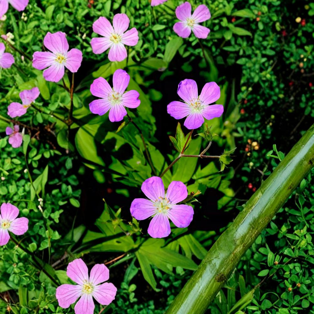 Wild Geranium Root Divisions – 5 Live Hardy Perennial Plants, Purple Blooms, Geranium maculatum, Shade & Sun Garden Plant