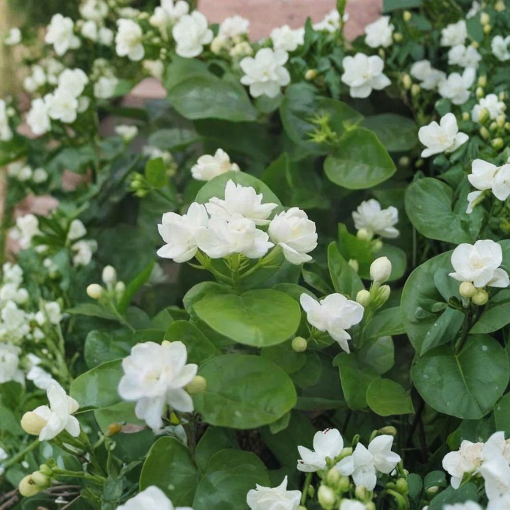 Arabian Jasmine Seeds 10 Pack | Fragrant Jasminum sambac for Indoor Outdoor Garden & Bonsai