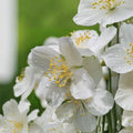 Sweet Mock Orange Live Starter Plant | Fragrant White Flowers | Philadelphus spp. Outdoor Garden Shrub