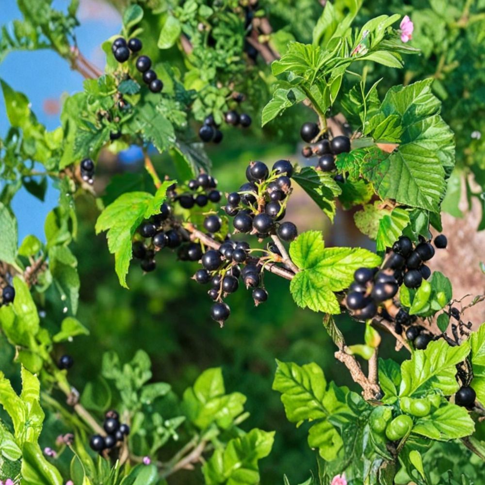 Consort Black Currant Live Rooted Plant | Edible Berry Shrub | Self-Pollinating Cold Hardy Fruit Bush | Ribes nigrum