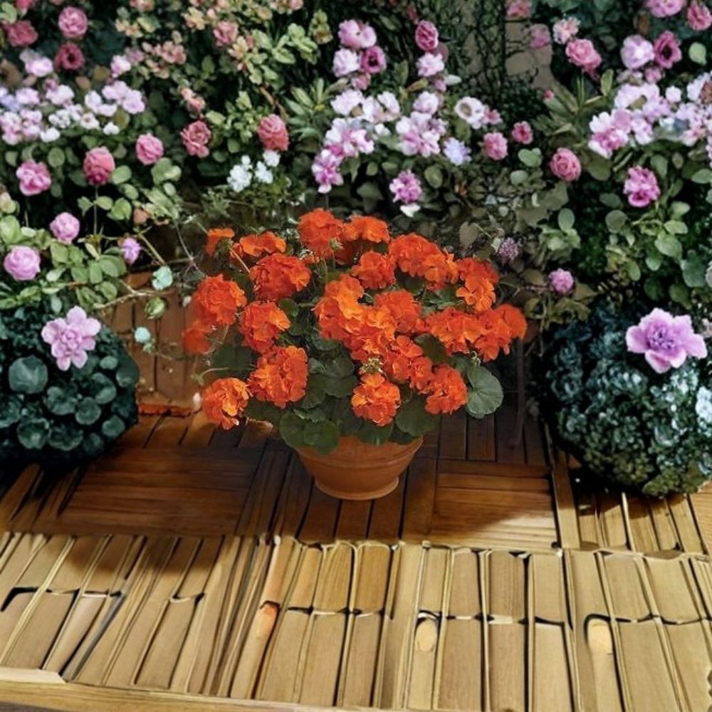 Maverick Orange Geranium Seeds – 100 Pelargonium Zonal for Bright Orange Flowers, Garden & Patio Containers