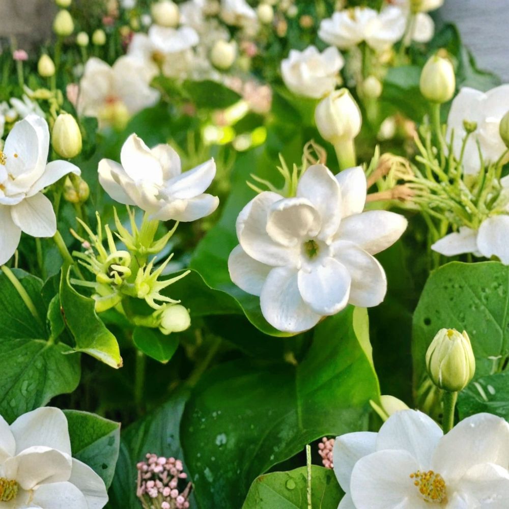 Jasmine Plant Live – 10 Inch Indoor Outdoor Jasminum sambac Fragrant White Blooms Houseplant
