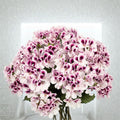 White Purple Geranium Seeds – 10 Bi-Color Flower Seeds for Containers & Gardens | Pelargonium x hortorum