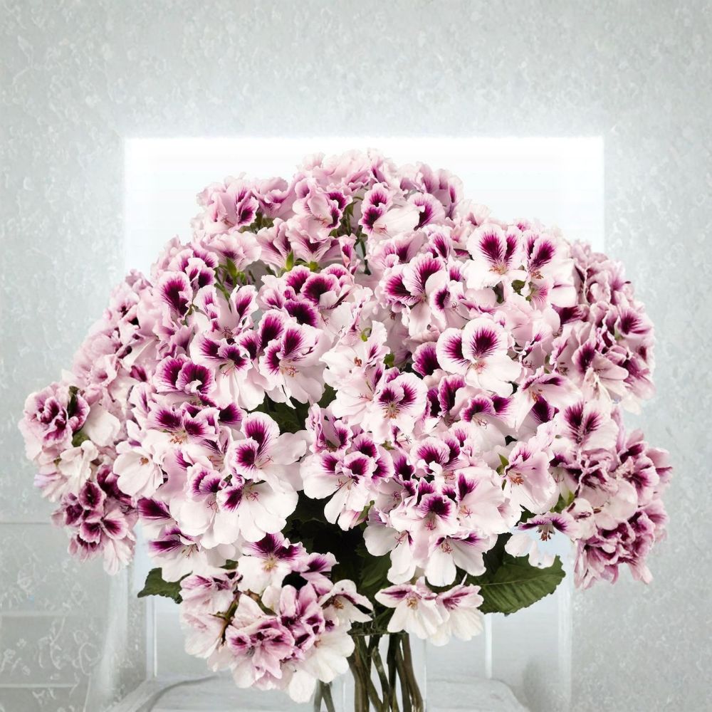 White Purple Geranium Seeds – 10 Bi-Color Flower Seeds for Containers & Gardens | Pelargonium x hortorum