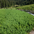 Parrot's Feather Pond Plant – Live Myriophyllum aquaticum, Hardy Water Garden Plant, 1 Bunch for Pond Surface Coverage