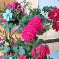 Salmon Pink Double Ivy Geranium Cuttings – Pelargonium peltatum Live Unrooted Trailing Flowers for Hanging Baskets