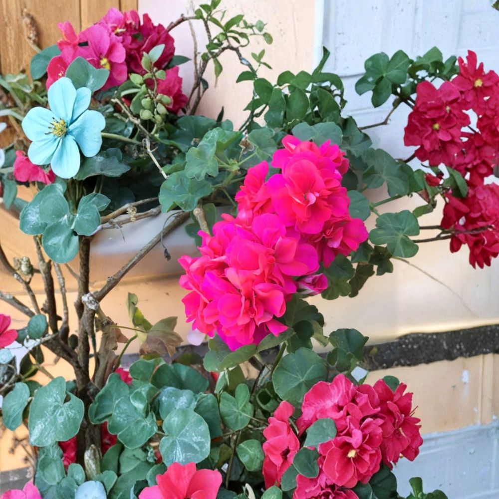 Salmon Pink Double Ivy Geranium Cuttings – Pelargonium peltatum Live Unrooted Trailing Flowers for Hanging Baskets