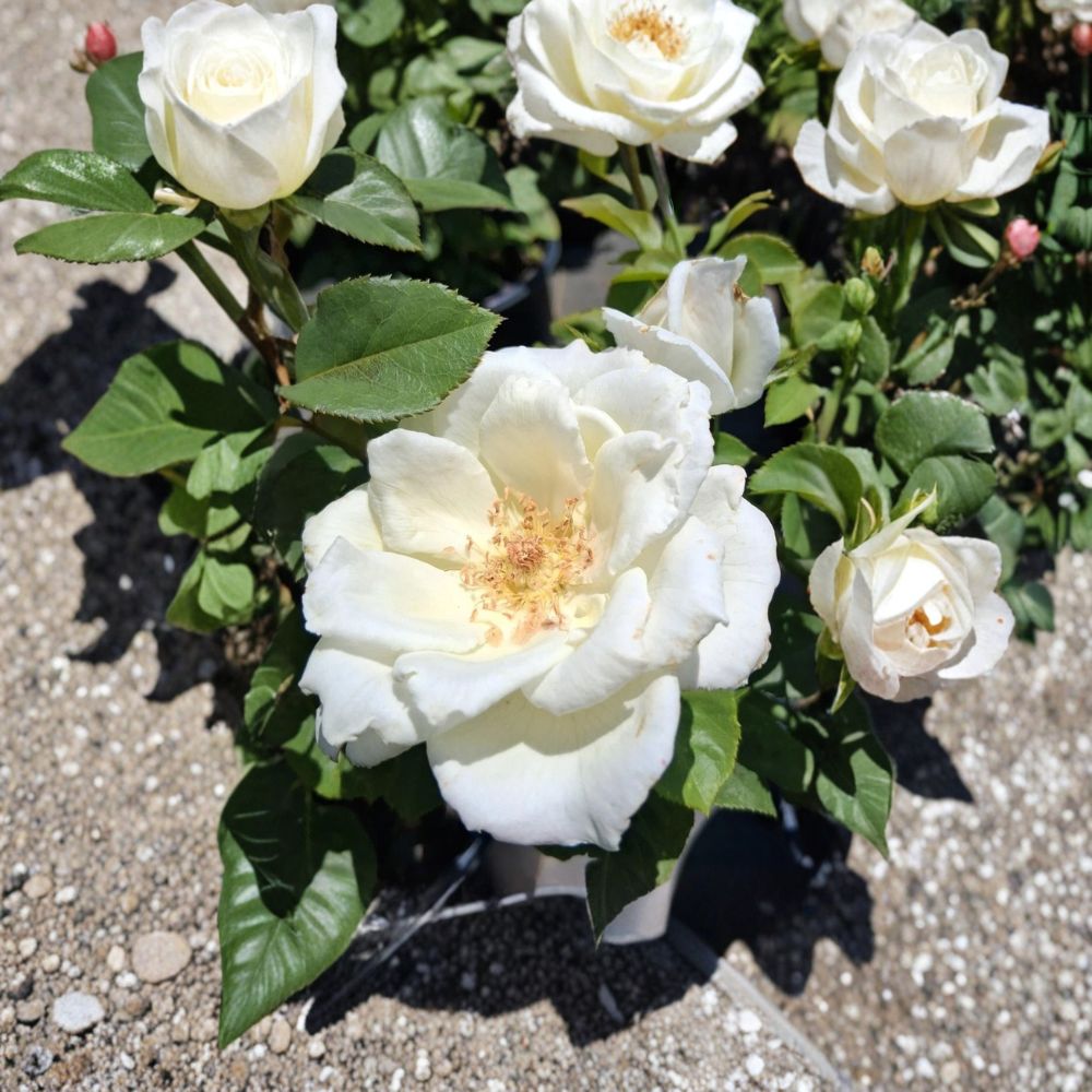 White Lightnin Grandiflora Rose – Live Bush Plant, Large White Blooms, 2 Gallon, Hybrid Tea & Floribunda Rosa, Garden Flowering Shrub