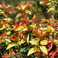 Asiatic Jasmine ‘Ogon Nishiki’ Live Starter Plant – Variegated Climbing Vine & Groundcover Trachelospermum asiaticum