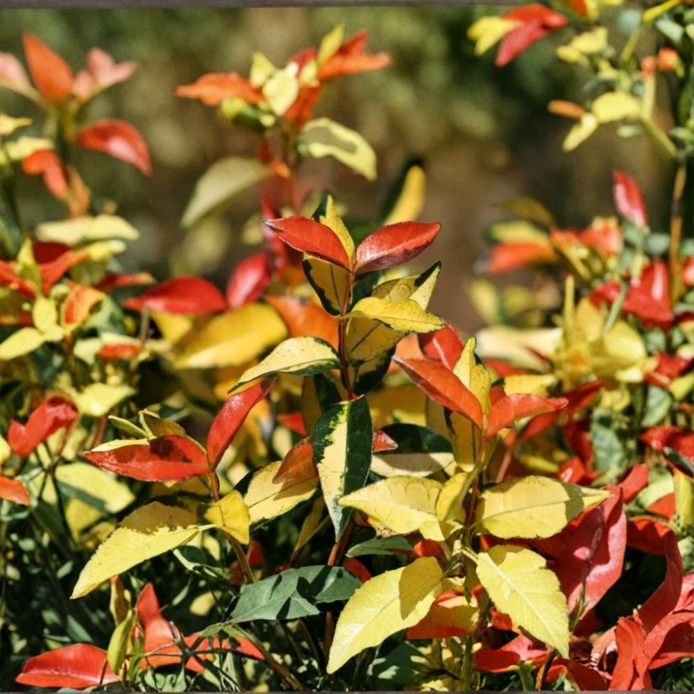 Asiatic Jasmine ‘Ogon Nishiki’ Live Starter Plant – Variegated Climbing Vine & Groundcover Trachelospermum asiaticum