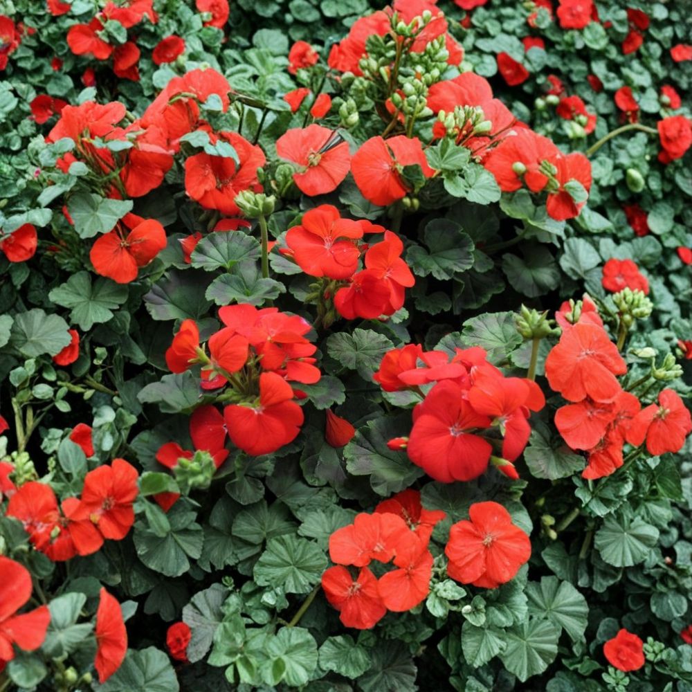 Pinto Deep Red Geranium Seeds – Pelargonium x hortorum for Pots & Garden, Large Red Blooms, Container Planting