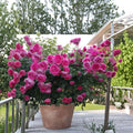 Parade Climbing Rose Live Plant | Large Pink Double Blooms | Hardy Repeat Flowering Garden Rose | Rosa hybrid
