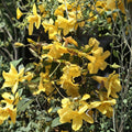 Carolina Jasmine Plant Set of 7 | Live Bare Root Vines | Yellow Trumpet Flowers | Climbing Hummingbird Friendly Gelsemium sempervirens