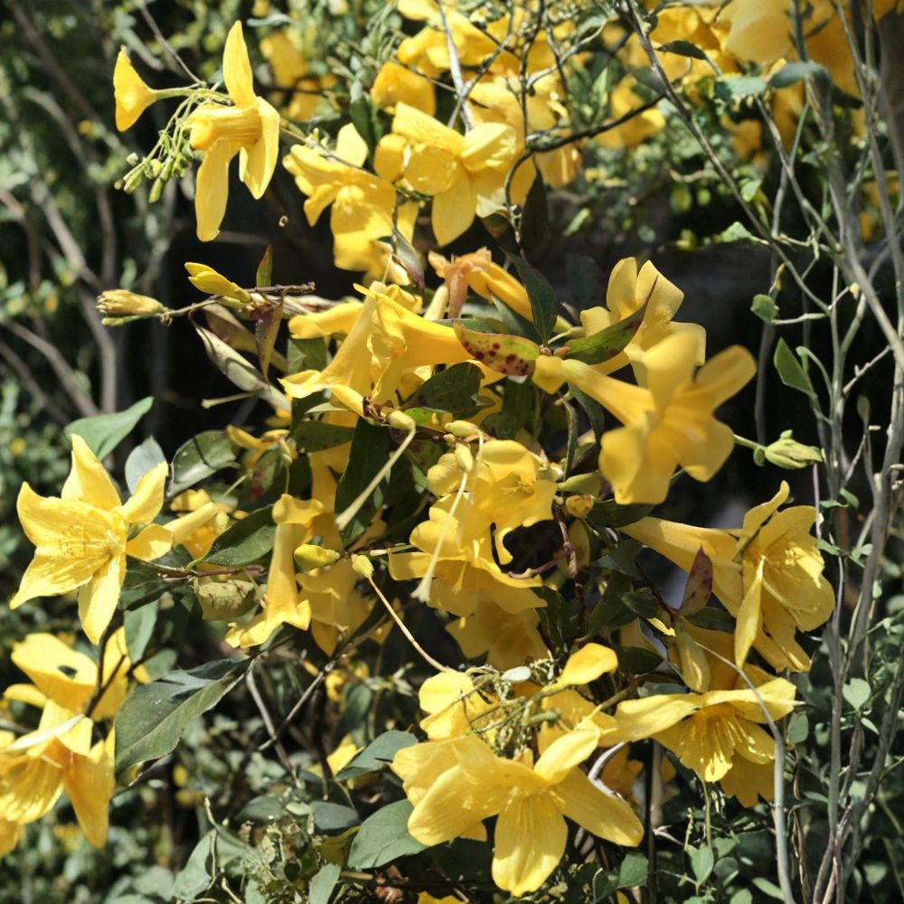 Carolina Jasmine Plant Set of 7 | Live Bare Root Vines | Yellow Trumpet Flowers | Climbing Hummingbird Friendly Gelsemium sempervirens