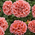 Presto Light Salmon Geranium Seeds – 25+ Pelargonium spp. Flower Seeds for Patio, Balcony & Container Gardening