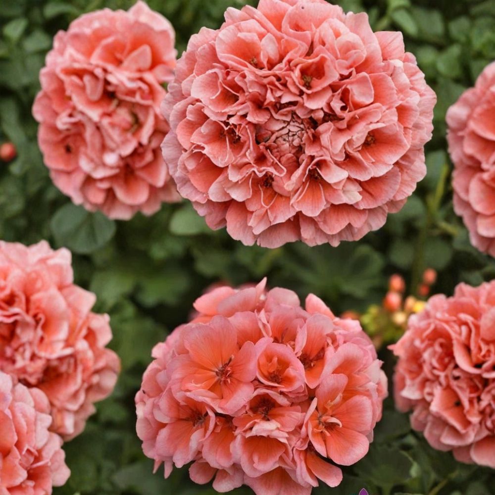 Presto Light Salmon Geranium Seeds – 25+ Pelargonium spp. Flower Seeds for Patio, Balcony & Container Gardening