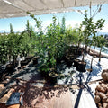 Empire Apple Tree – 4–6 Feet Live Fruit Tree with Sweet Juicy Apples, Malus domestica, Home Orchard, Easy to Grow
