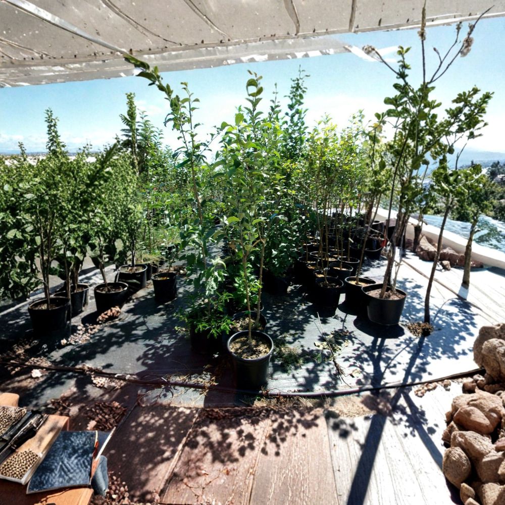 Empire Apple Tree – 4–6 Feet Live Fruit Tree with Sweet Juicy Apples, Malus domestica, Home Orchard, Easy to Grow