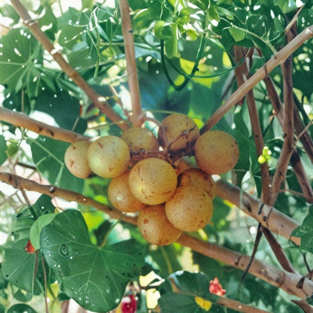 Bronze Carlos Muscadine Grape Vine – Live Self-Fertile Fruit Vine, 4–6 Feet Tall, Vitis rotundifolia, Vineyard & Wine Grape Plant