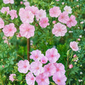 Striatum Geranium Seeds – 25+ Flower Seeds for Containers & Garden Borders – Hardy Perennial – Geranium sanguineum