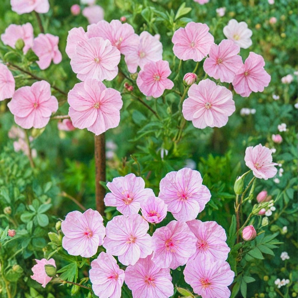 Striatum Geranium Seeds – 25+ Flower Seeds for Containers & Garden Borders – Hardy Perennial – Geranium sanguineum