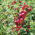 American Plum Tree Live Rooted Starter Plant, Edible Fruit Shrub, Self-Pollinating, Prunus americana, Zones 3-8