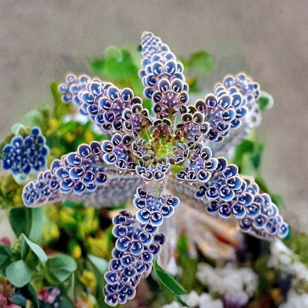 Mother of Millions Succulent Plant – 2 Inch Pot, Kalanchoe delagoensis, Easy Care Indoor Houseplant, Unique Baby Plant Offsets