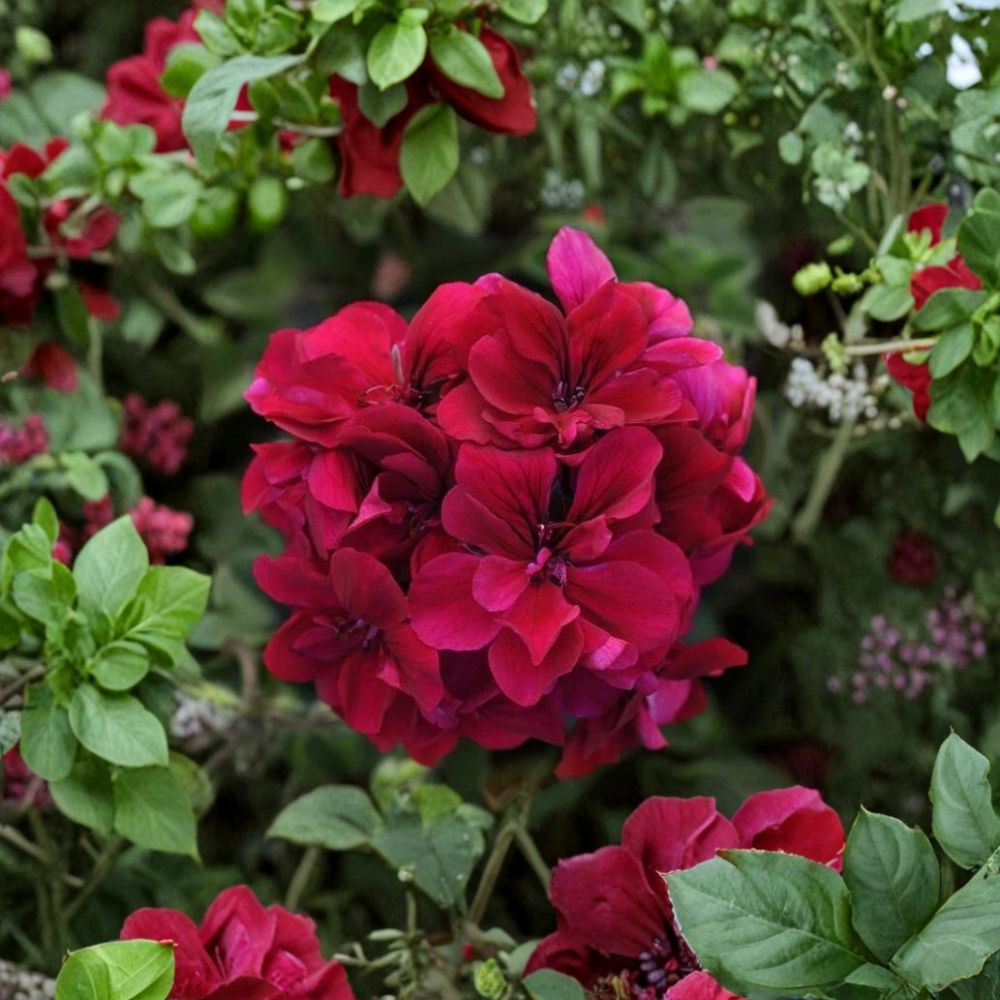 Burgundy Geranium Starter Plant | Pelargonium x hortorum | Vibrant Red Blooms for Containers & Garden Beds