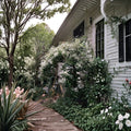 Carolina Jasmine Seeds – White Star Fragrant Climbing Vine Pack of 100+ | Evergreen Garden Vine for Fences & Trellises
