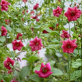Hawaii Red Cranesbill Geranium Seeds – Geranium sanguineum Flower Seeds, Vibrant Red Blooms, Easy to Grow, Garden & Container Planting