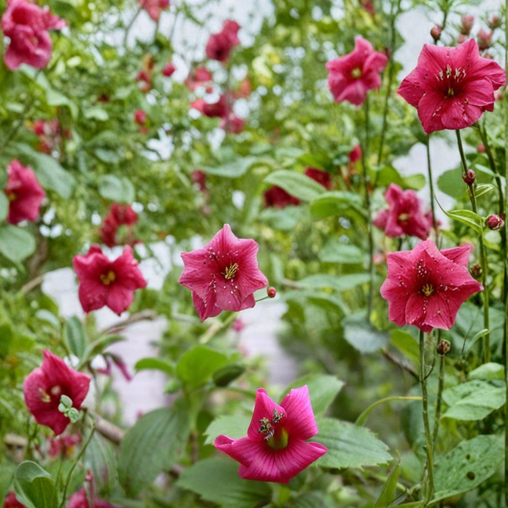 Hawaii Red Cranesbill Geranium Seeds – Geranium sanguineum Flower Seeds, Vibrant Red Blooms, Easy to Grow, Garden & Container Planting