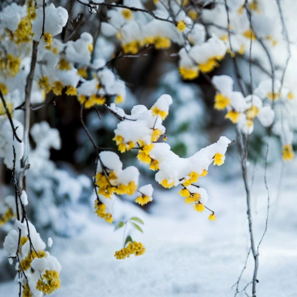 Wintersweet Tree Live Plant | Fragrant Chimonanthus praecox | Winter Flowering Shrub for Garden & Landscape