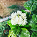 Climbing Jasmine Seeds Pack – Non-GMO Fragrant White Flower Vine for Outdoor Garden, Pollinator Friendly, Easy Grow, Jasminum spp.