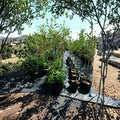 Calloway Fruiting Crabapple Tree – Live Ornamental Fruit Tree with Spring Blooms & Small Crabapples, Malus 'Calloway'