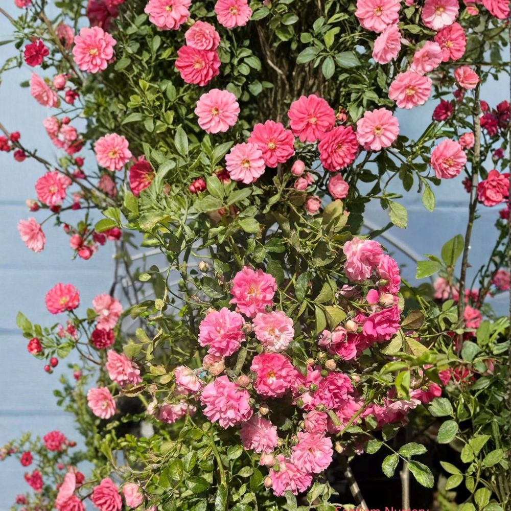 Heirloom Pink Rambler Rose Live Plant | Climbing Rose with Fragrant Multi-Color Blooms | Rosa multiflora 'Seven Sisters'
