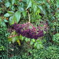 American Elderberry Trees 3 Pack Bare Root Shrubs | Edible Berry Plants | Sambucus canadensis Live Plants for Wildlife Garden