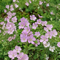 Wild Geranium Bare Roots – 10 Native Perennial Plants Geranium maculatum for Shade Gardens and Woodland Borders