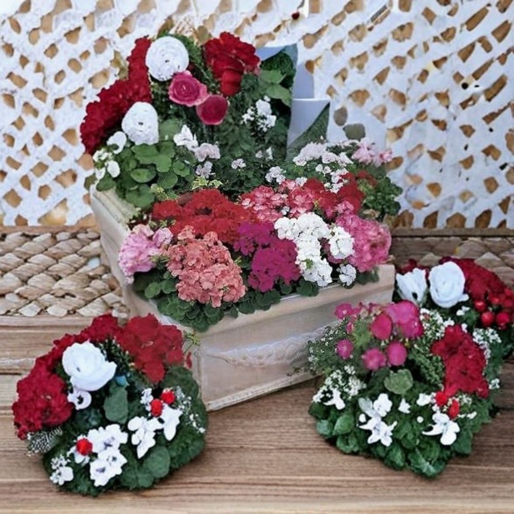 Multibloom Mix Geranium Seeds – 100 Pelargonium Pelargonium x hortorum Assorted Colors, Continuous Bloom, Compact Bushy Growth