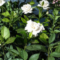Gardenia jasminoides Cuttings – 6 Inch Fragrant White Gardenia Propagation Starter | Heirloom Cape Jasmine Live Unrooted Shrub