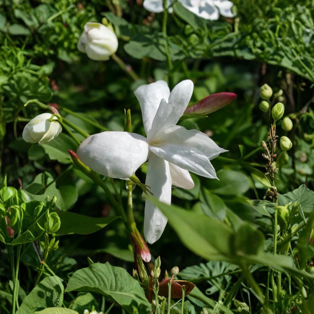 Jasmine Officinale Live Plant – 8-12 Inch Starter in 4-Inch Pot, Fragrant Poet’s Jasmine Vine, Indoor Outdoor Climbing Plant