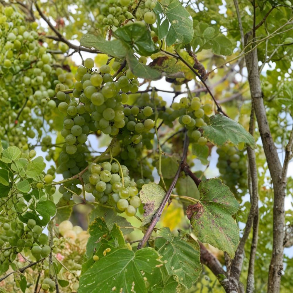 Himrod Seedless Grape Cuttings – Vitis labrusca, DIY Propagation, Early Harvest, Fruit Vine, Seedless Table Grape, Home Garden