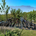 Ruby Prince Peach Tree – Live Fruit Tree, 4–6 ft, Freestone, Self-Pollinating, Prunus persica