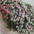 Pink Jasmine Cuttings Set of 10 | Jasminum polyanthum | Fragrant Climbing Vine | Organic Fresh 10 Inch Propagation Material