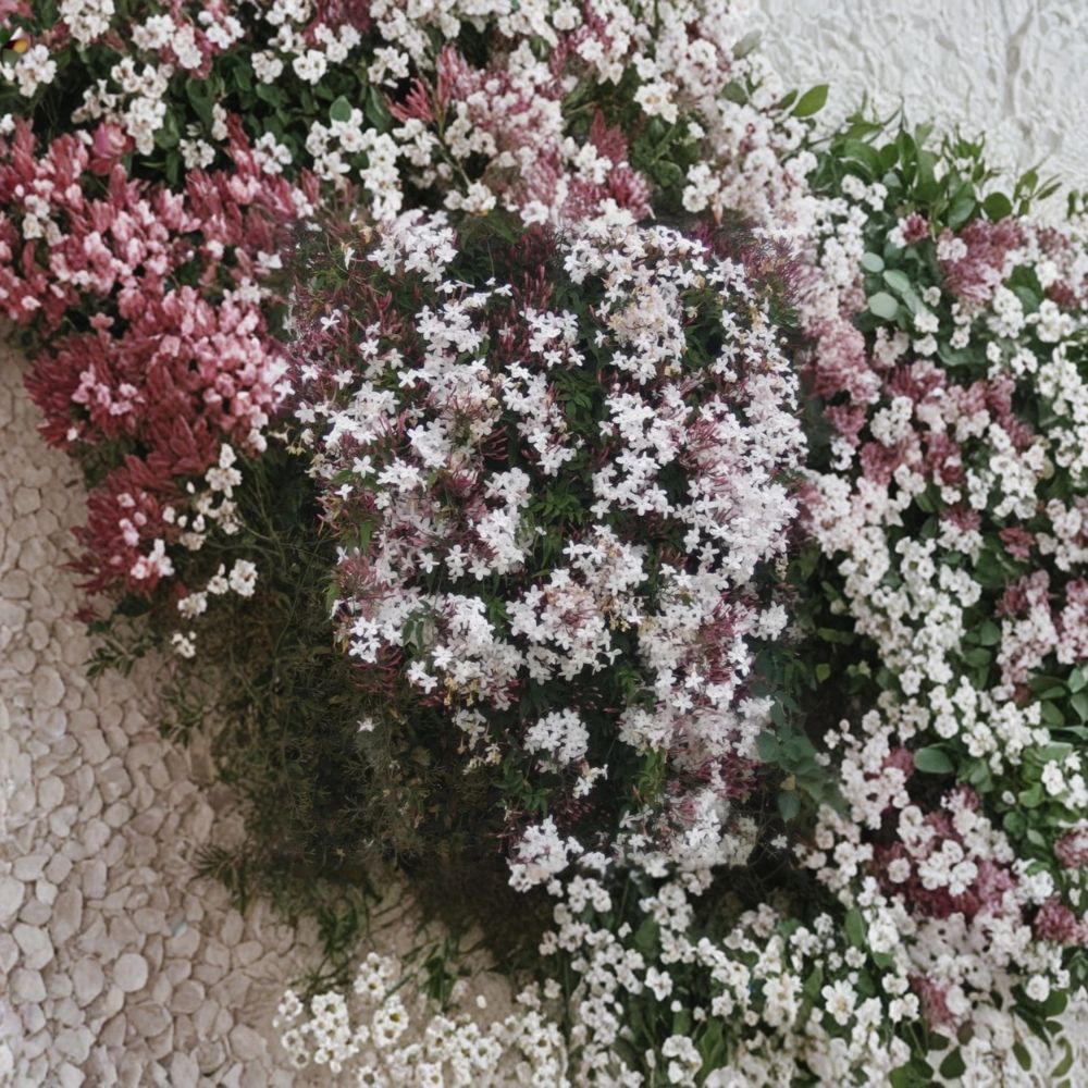 Pink Jasmine Cuttings Set of 10 | Jasminum polyanthum | Fragrant Climbing Vine | Organic Fresh 10 Inch Propagation Material